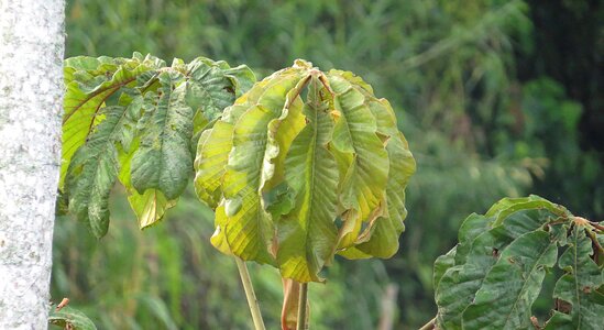 Leaves forest colombia