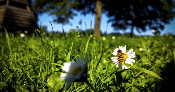 Close up macro spring photo