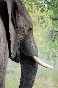 Animal trunk africa