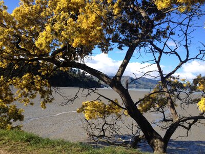 Mimosa yellow flowering