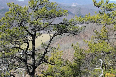Pine tree appalachian