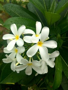 Flowers bunch