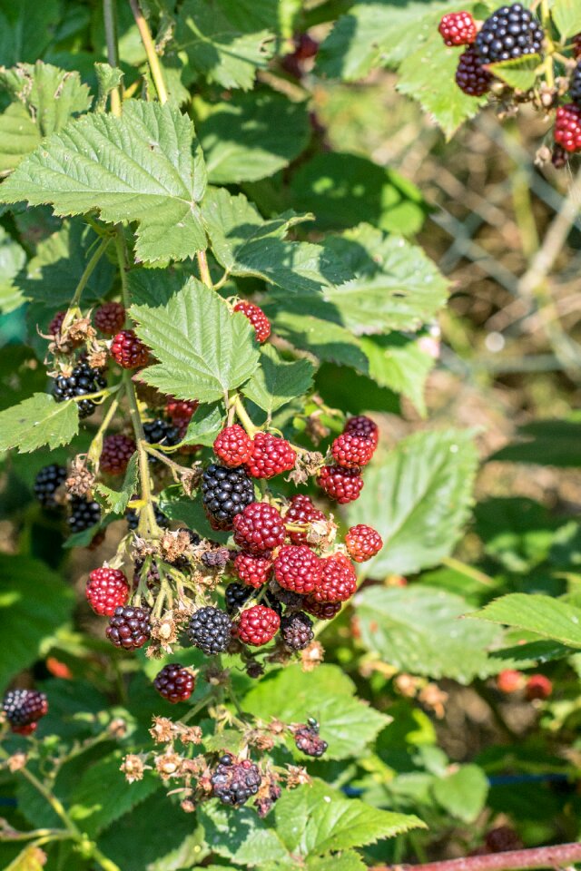Red fruits fruit
