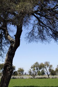 Tree pine sky