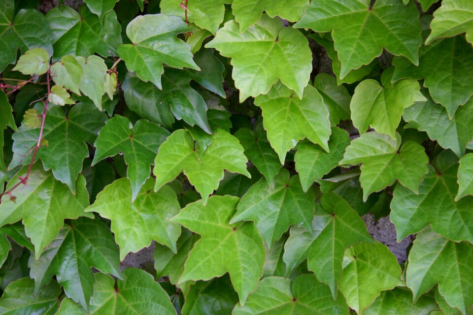 Green leaf green leaves plant