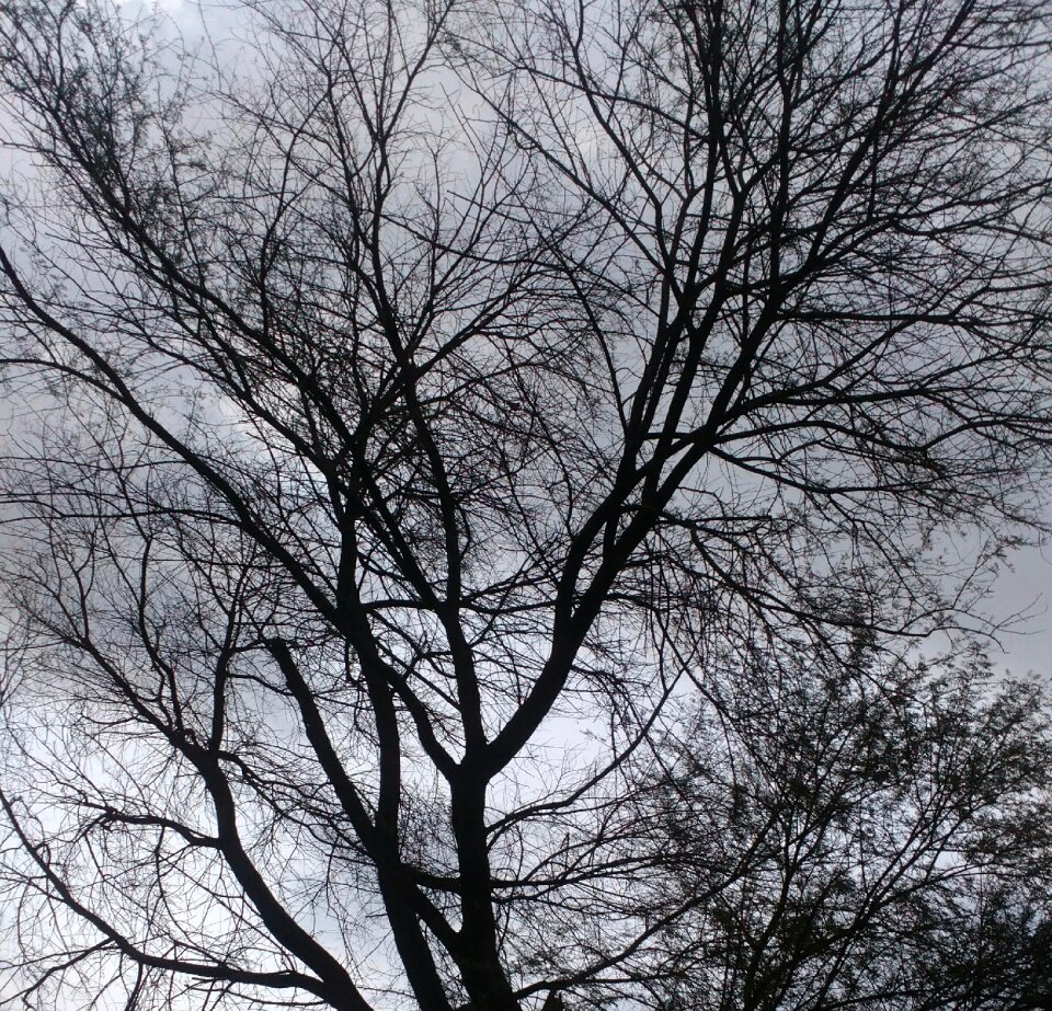 Natural sillhouette
