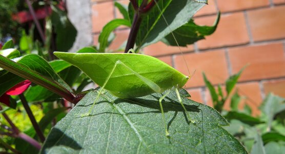 Insect macro cricket photo