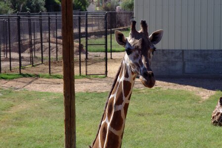 Zoo nature animal photo