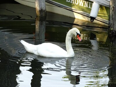 Lake animal