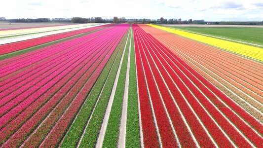 Spring bulbs bulb netherlands photo