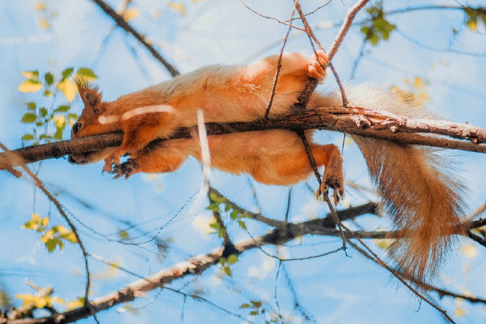 Nature squirrel autumn