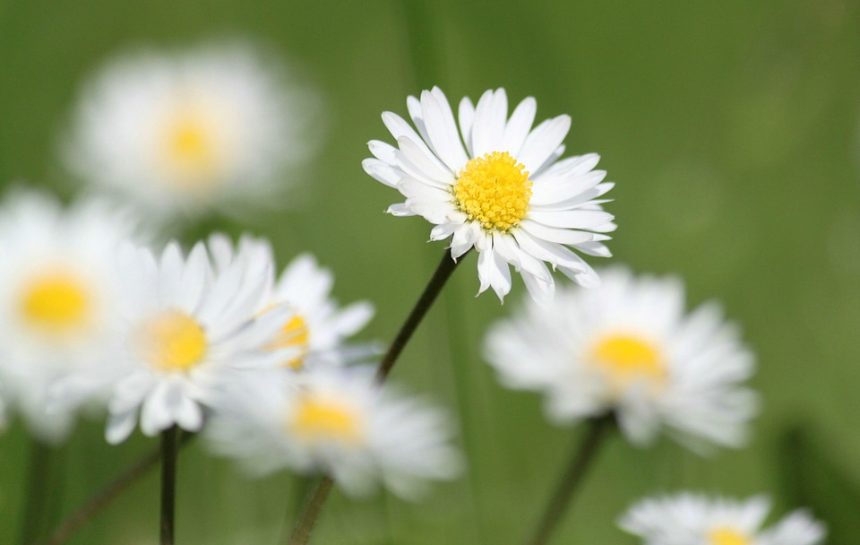 Flower plant color