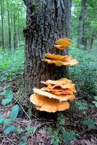 Autumn nature mushroom photo