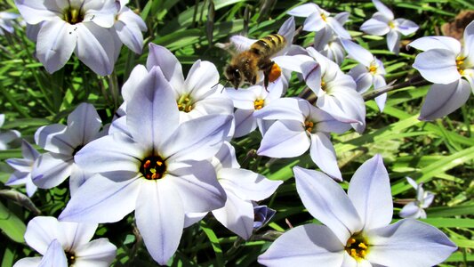 Flowers pollen plants
