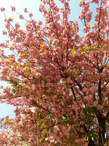 Flowering cherry blossom water red