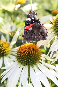 Summer vanessa atalanta pyrameis atalanta