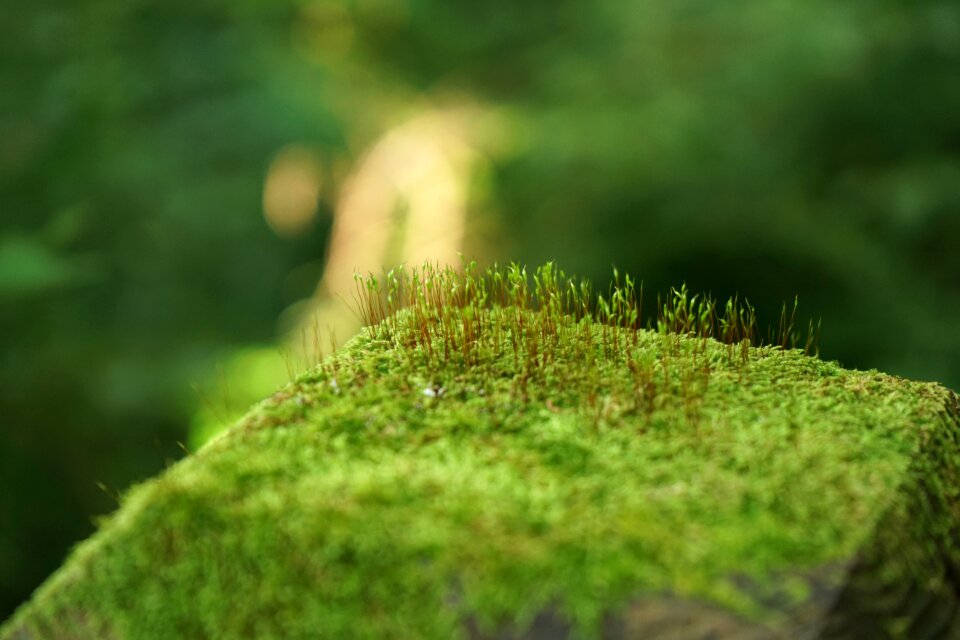 Nature plants leaf