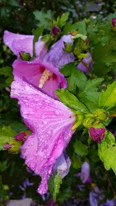Close up multi coloured plant