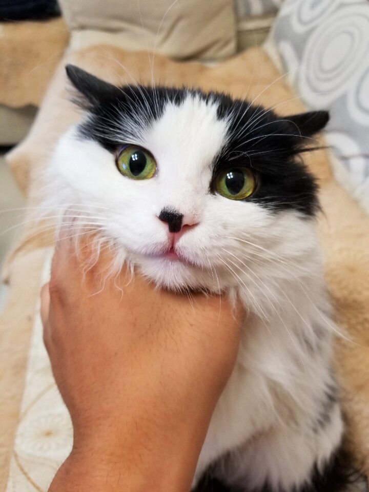 Cute kitty meow