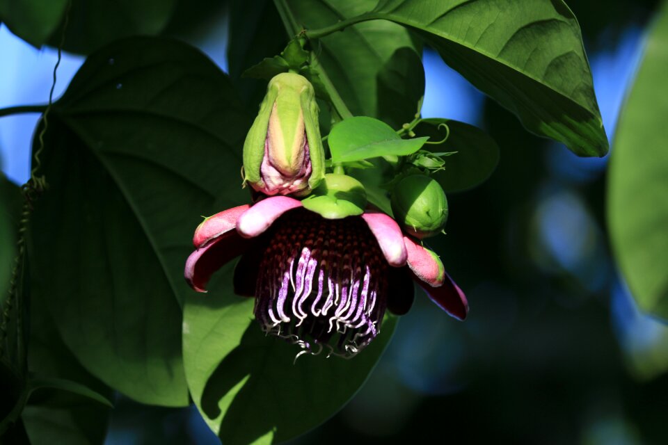 Purple summer botany