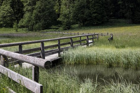 Lake plant forest
