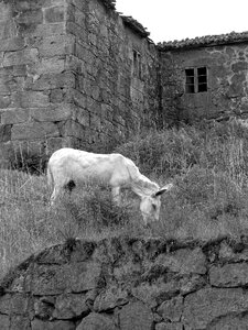 Field galicia spain