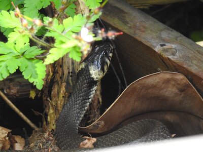 Grass snake snake reptile