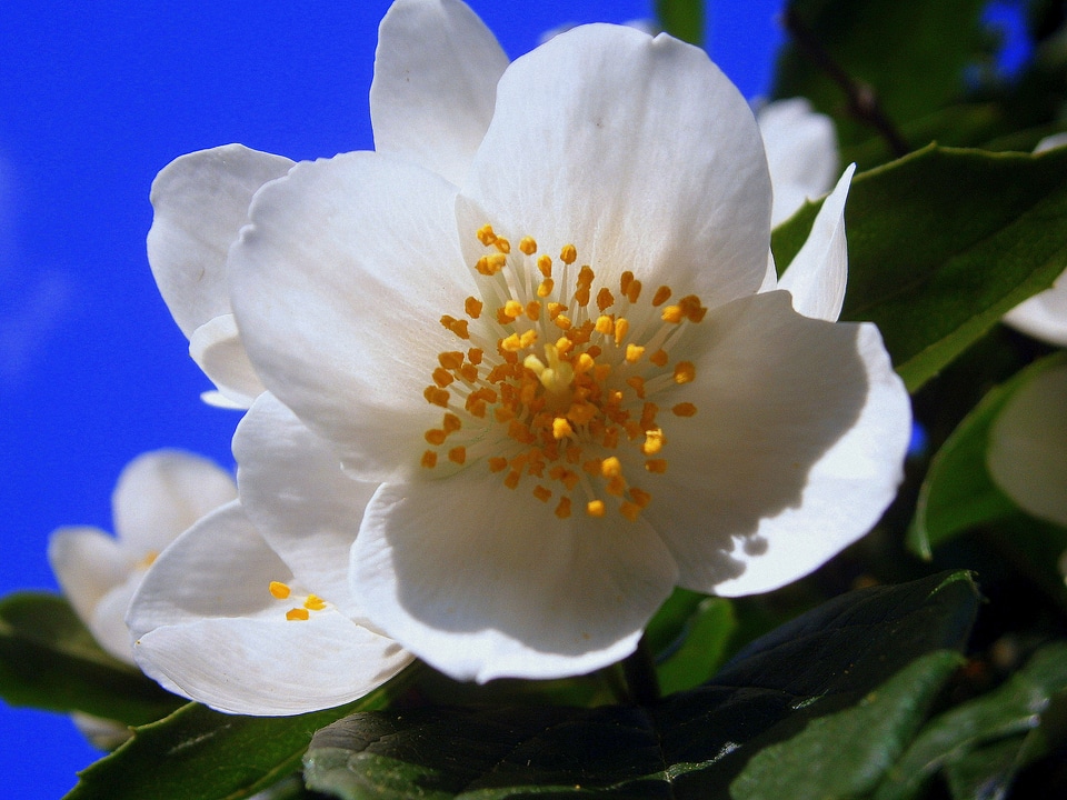 Jasmin european whistle shrub pale whistle shrub
