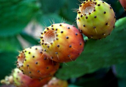 Succulents fruits red