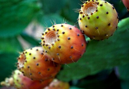 Succulents fruits red photo