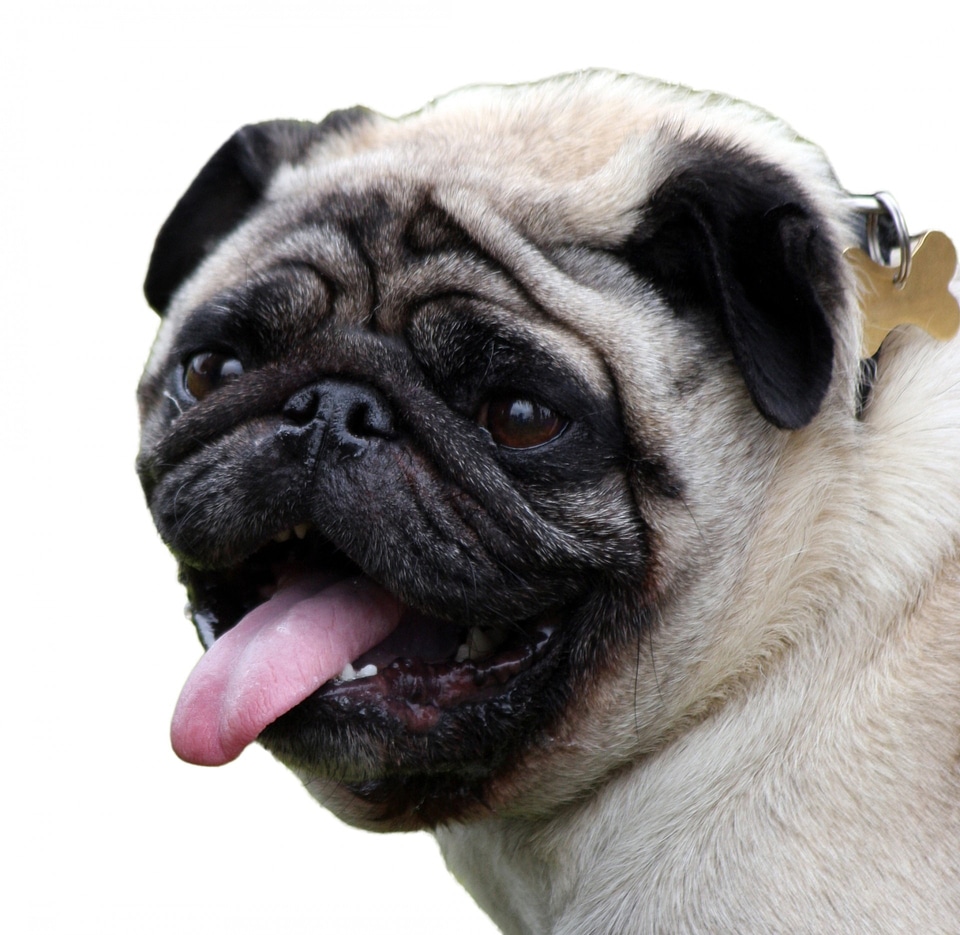 White background animal