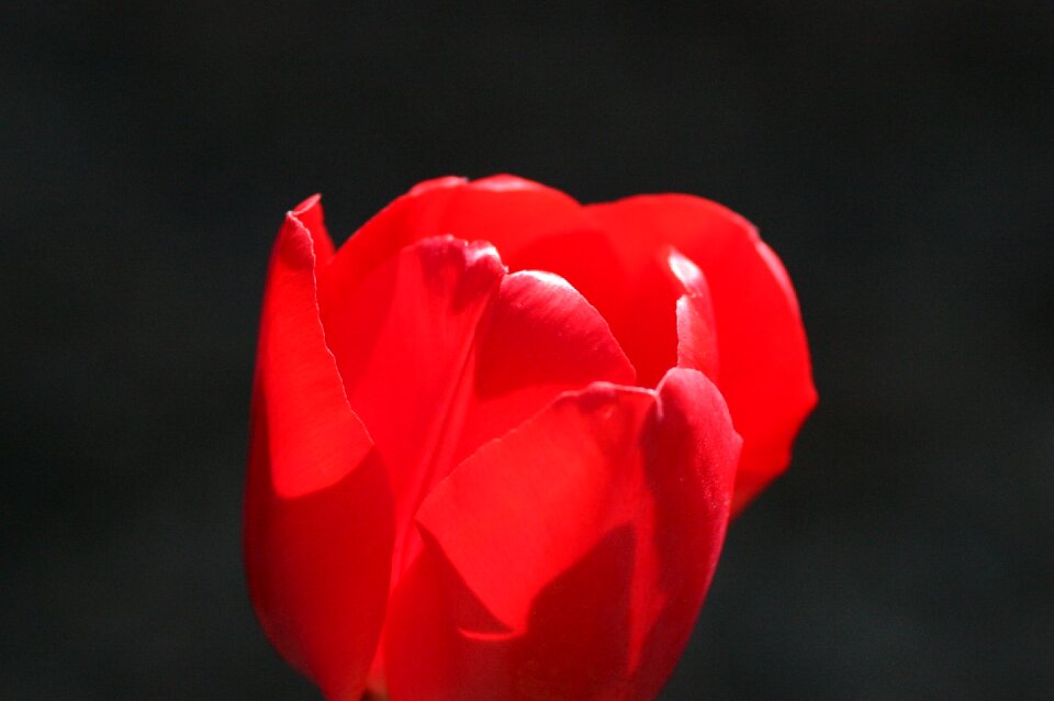 Nature red blooming