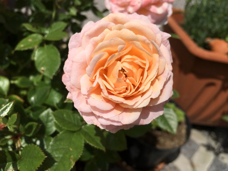 Rose salmon open rose