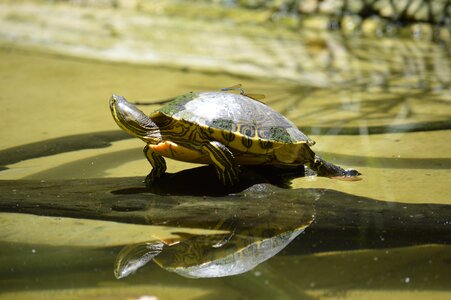 Turtle fauna animal