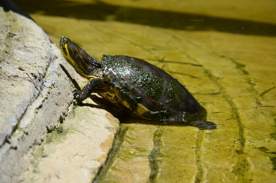 Turtle habitat amphibians