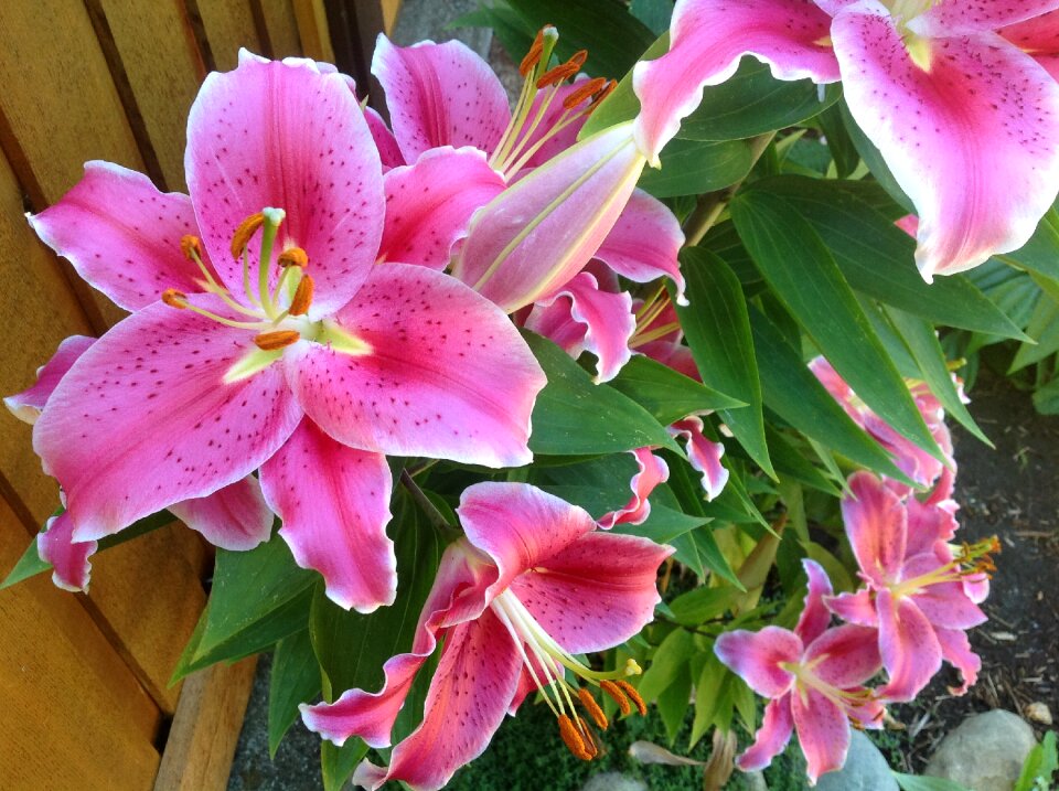 Floral petal