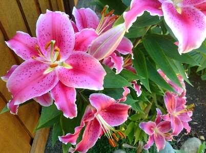 Floral petal