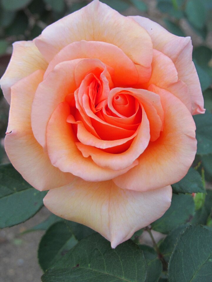 Flower bloom plant