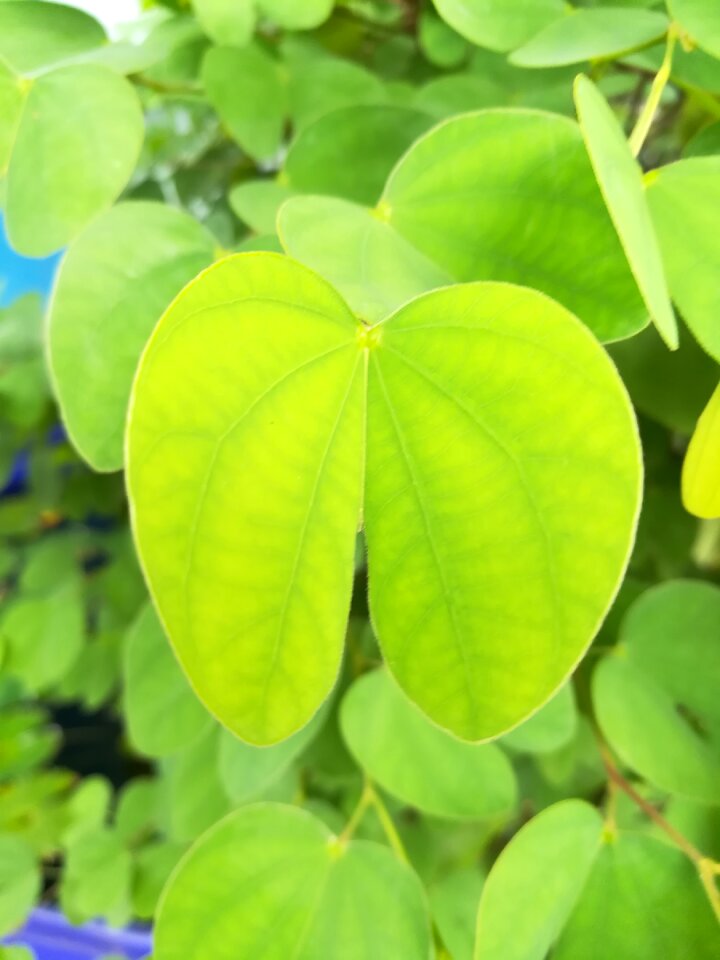 Autumn leaves green nature
