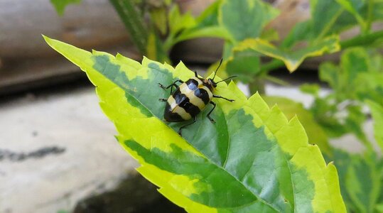 Insect cucarron colombia