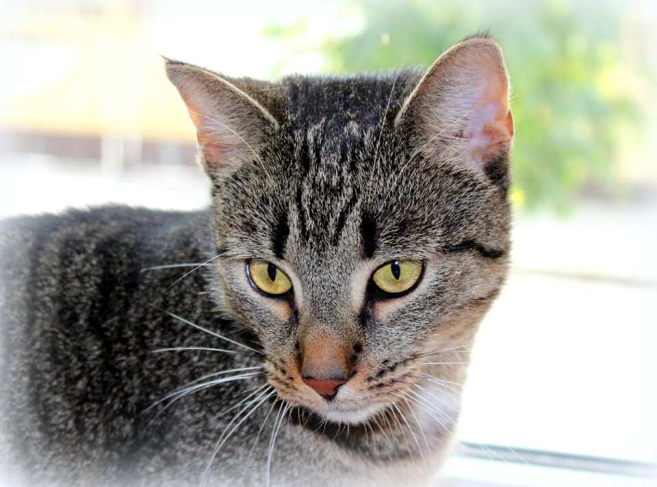 Cat's eyes pet domestic cat