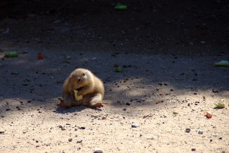 Depressed groundhog gopher photo