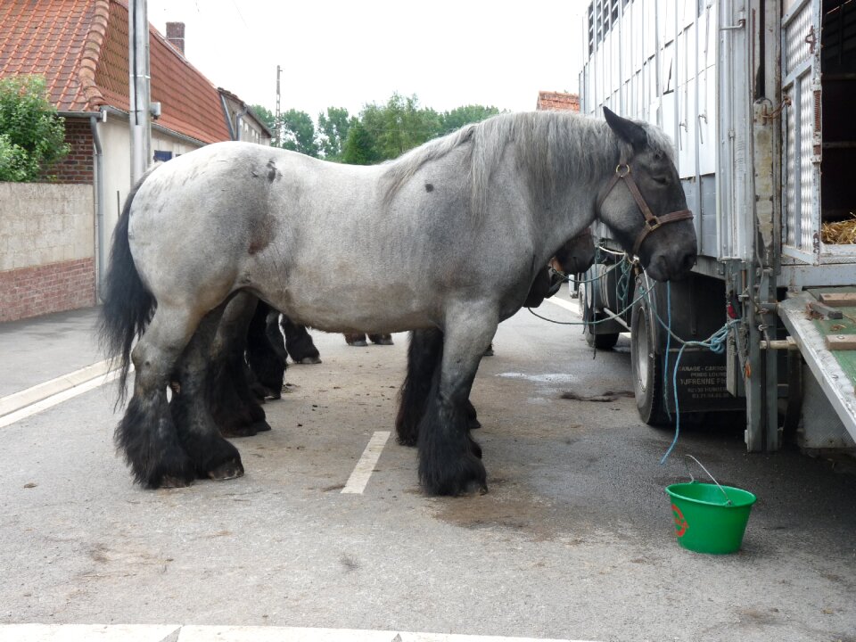 Animals fair horse