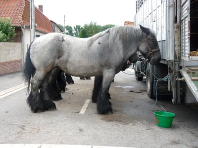 Animals fair horse