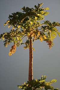Subtropical plant tree