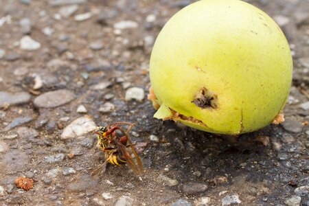 Death throes ring fight overpowering
