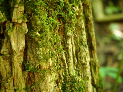 Nature log autumn photo