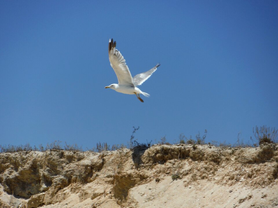 Seagull bird beach
