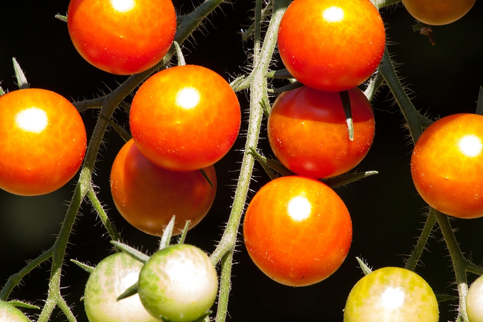 Grown nachtschattengewächs food