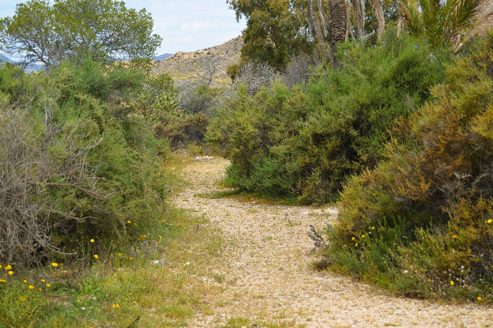 Trail calm vegetation